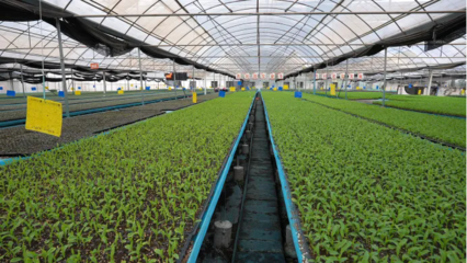 从“难繁”到“南繁”丨强“芯”,强心!