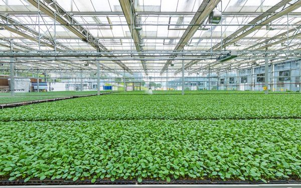 贵阳:提升种业发展 保障“饭碗”安全