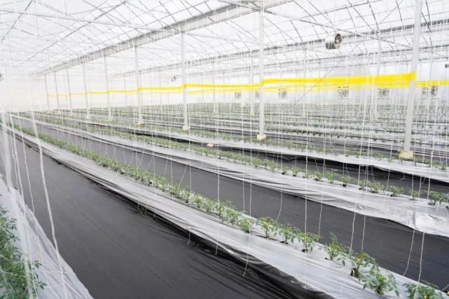 花博会孕育光明母港现代种业创新区 光明全方位融入市民生活