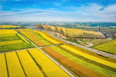 五色油菜稳糖米 秘诀都在种业"芯片"