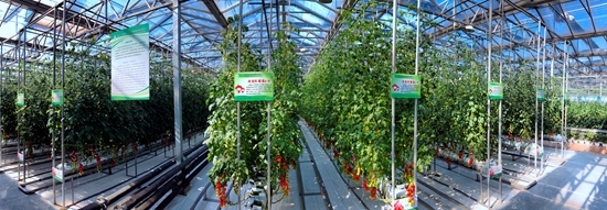 潍坊科技学院立足菜乡 打造“全国蔬菜种业硅谷”