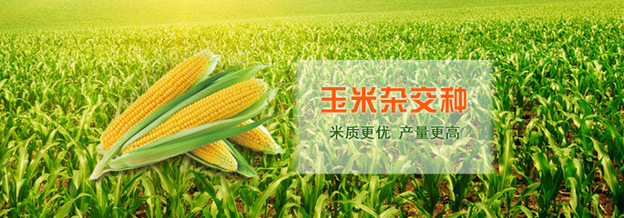 吉林市宝丰种业