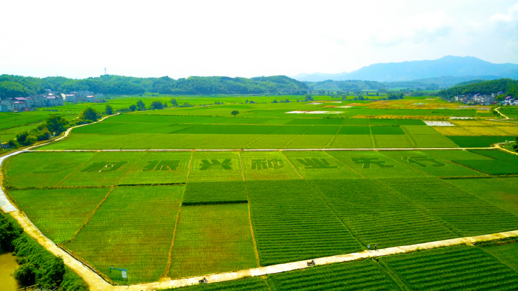 "种"出"芯"希望——福建种业振兴进行时