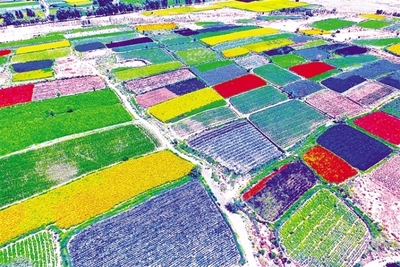 酒泉市推进现代种业发展纪实