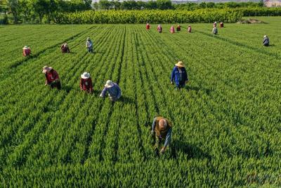 秦丰种业:小麦去杂去劣忙