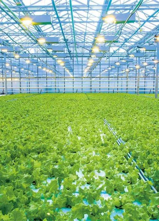 酒泉:蝶变中的种业强市