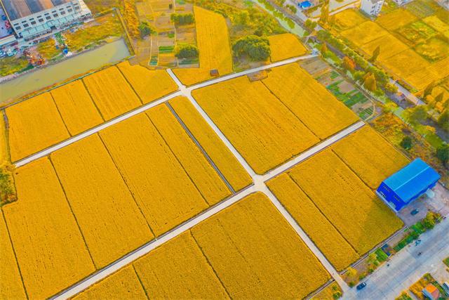 【大国粮策】常州天宁:千方百计稳定粮食生产,发力重要农产品稳产保供