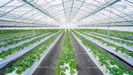 盐都草莓!亮相草莓种业大会!