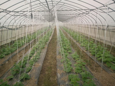 老种子焕新光彩,宝山区种业发展实现良好开局