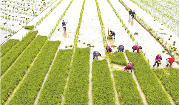 四川大竹:种业强"芯"绘丰年_人民号