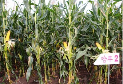 全部产品,全部产品价格,全部产品规格,全部产品厂家–同江市春茂种业有限责任公司