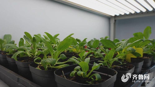 德州天衢新区 南方订单接踵而至 种业销售喜迎 开门红