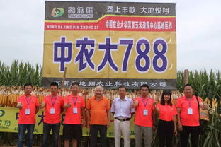 热害频繁,选择玉米品种关键要耐高温 抗倒伏 豫玉垄地翔这次出手不凡