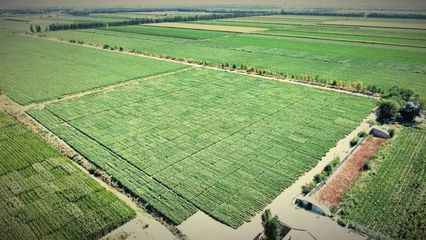 金丰源种业北疆分公司: 欢 迎 您 的 到 来 ~