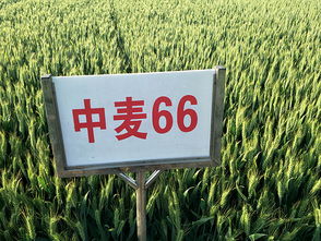 河南黄泛区地神种业