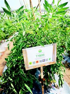 武汉离 中国种都 还有多远