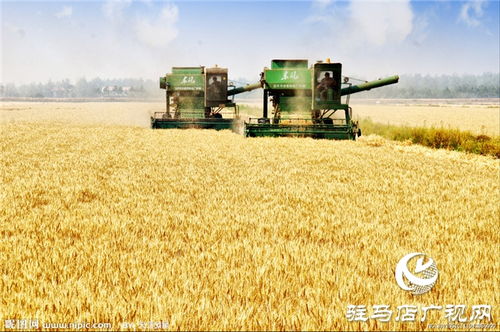 吨源种业彩色小麦喜获丰收