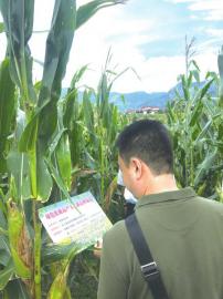 玉米 芯片 展 助力种业翻身仗