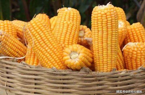 登海种业扭转业绩颓势 玉米种业格局仍存变数