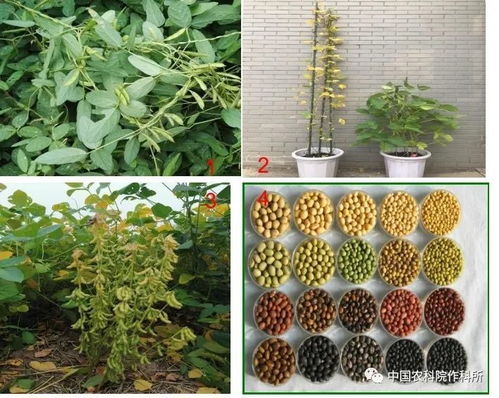 大豆种业的昨天 今天和明天