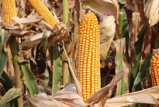 富吉泰种业在行动 黄淮海首场豫单9953夏播籽粒机收千人大会在新乡辉县成功举行