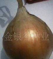 洋葱种子价格_洋葱种子厂家_世界工厂网产品信息库