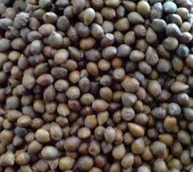 今年红豆杉种子什么价格_今年红豆杉种子什么价格价格_今年红豆杉种子什么价格厂家-勤加缘网【江苏绿鼎种业】