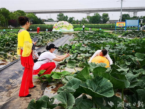 2022武汉种业博览会启幕 五位院士助阵,展示品种3000个