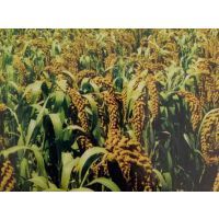 吉林农作物种子种苗品牌大全