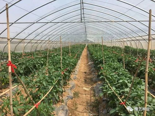 豫艺种业2018早春瓜菜新优品种观摩会邀请函