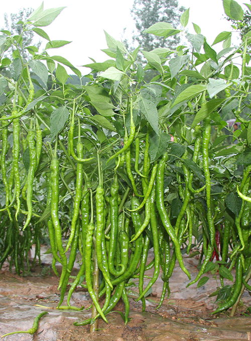 川椒种业 温度成为辣椒种子生长发育的重要生态因素