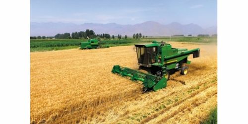 抗旱宁春四号选丰田种业年年好丰收