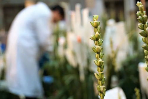 种业翻身路径千万条,抓住这个 牛鼻子 是第一条