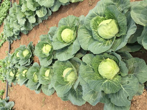 捷利亚种业 品种