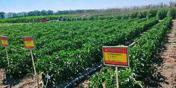 新疆丝路种业大会优品推介评选结果新鲜出炉