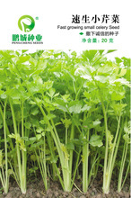 【香芹蔬菜种子】香芹蔬菜种子价格/图片_香芹蔬菜种子批发/采购_香芹蔬菜种子厂家/供应商