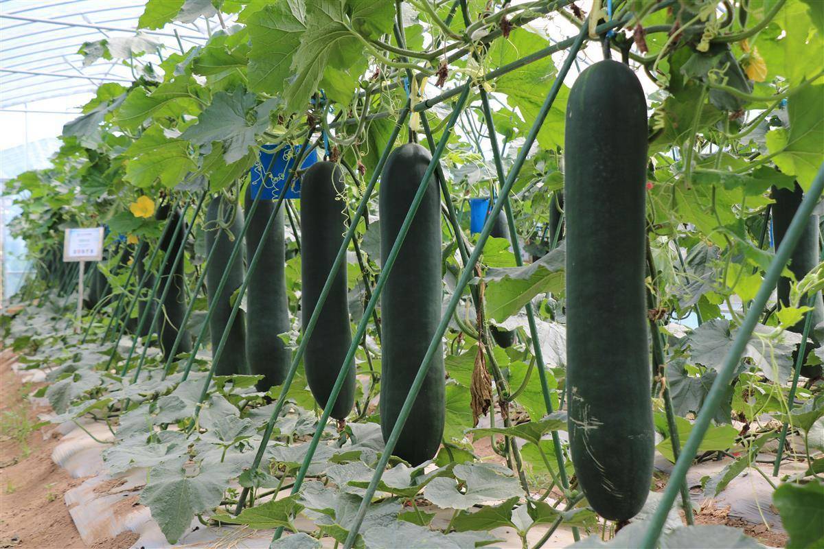 定了!6月2日,武汉种博会开幕