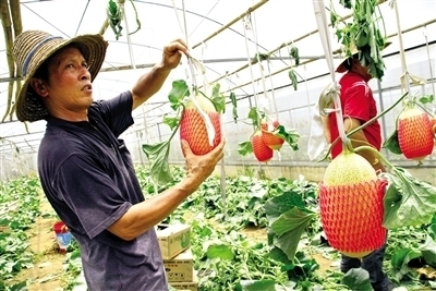 东盟经开区农产品闪耀2013中国国际种业博览会_农业区域经济_新浪财经_新浪网