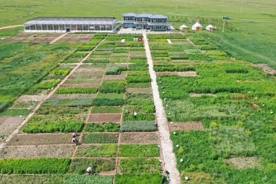 荒漠化治理的蒙草实践