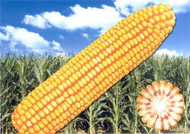 重磅消息 登海种业 隆平高科 顺鑫农业 东方海洋