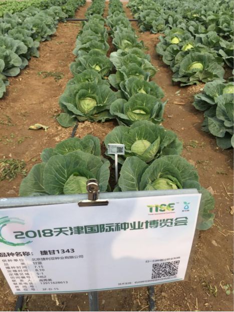 捷利亚种业 品种