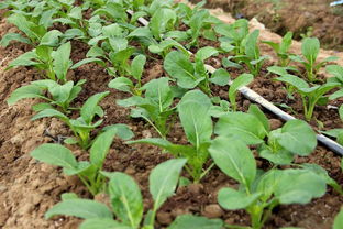 鉴赏新优品种丨上千个优良新品种汇聚种业小镇会场