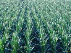 玉米种子批发 零售价格 玉米种子元旦特价销售 玉米种子求购