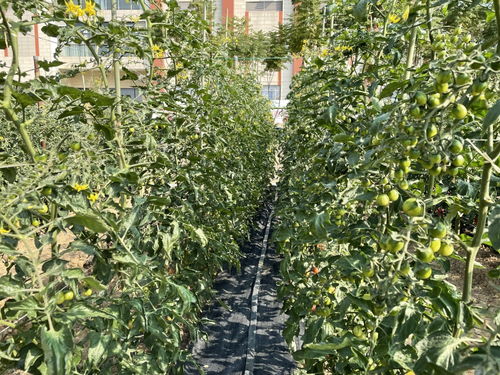 近800个 广州历年最多番茄新品种的展示会来了