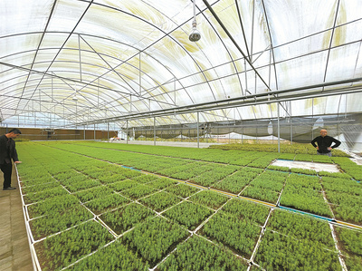 重庆林业“三三机制”赋能种业振兴