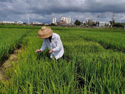 湖北种业专家在海南召开了这场会议 讨论了一个大问题