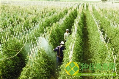 靖州县甘棠镇乐群村杂交水稻制种基地.