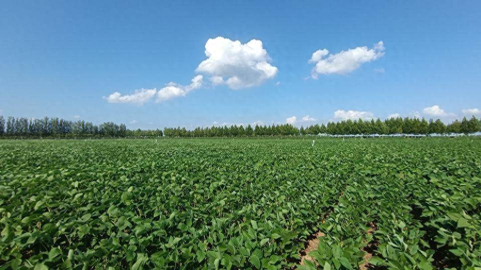 我国农业植物新品种权授权量突破3万件_保护_种业_侵权