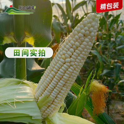 [白糯玉米种子批发]山西运城垣曲县玉米种子 22.80元/袋白糯 _ 一亩田
