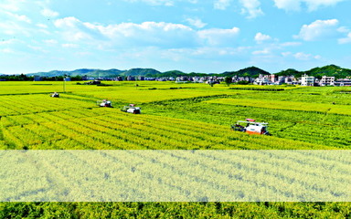 立法为加快广东种业发展保驾护航